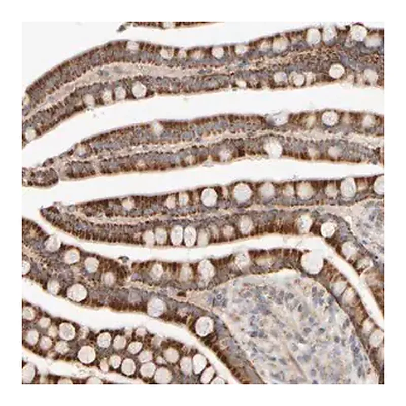 Merck Anti-CHADL antibody produced in rabbit