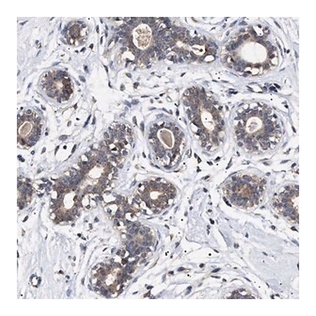 Merck Anti-KRBA1 antibody produced in rabbit