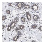 Merck Anti-KRBA1 antibody produced in rabbit