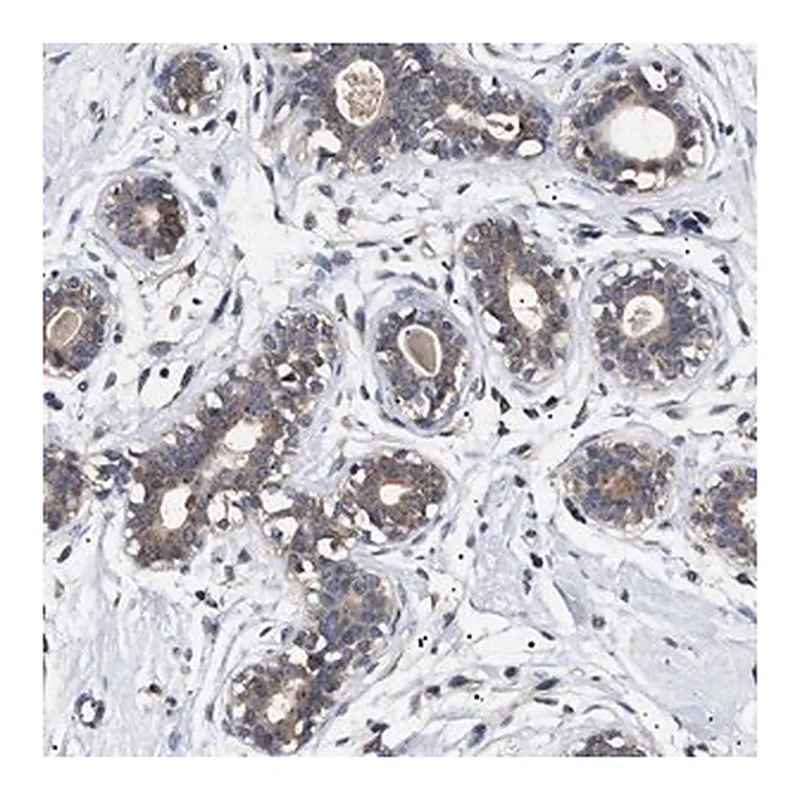 Merck Anti-KRBA1 antibody produced in rabbit