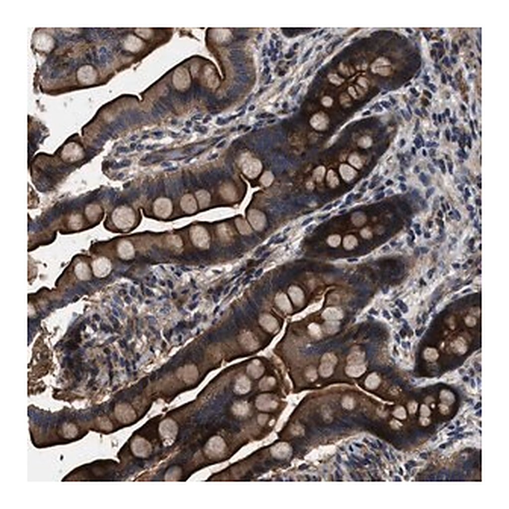 Merck Anti-PTAR1 antibody produced in rabbit