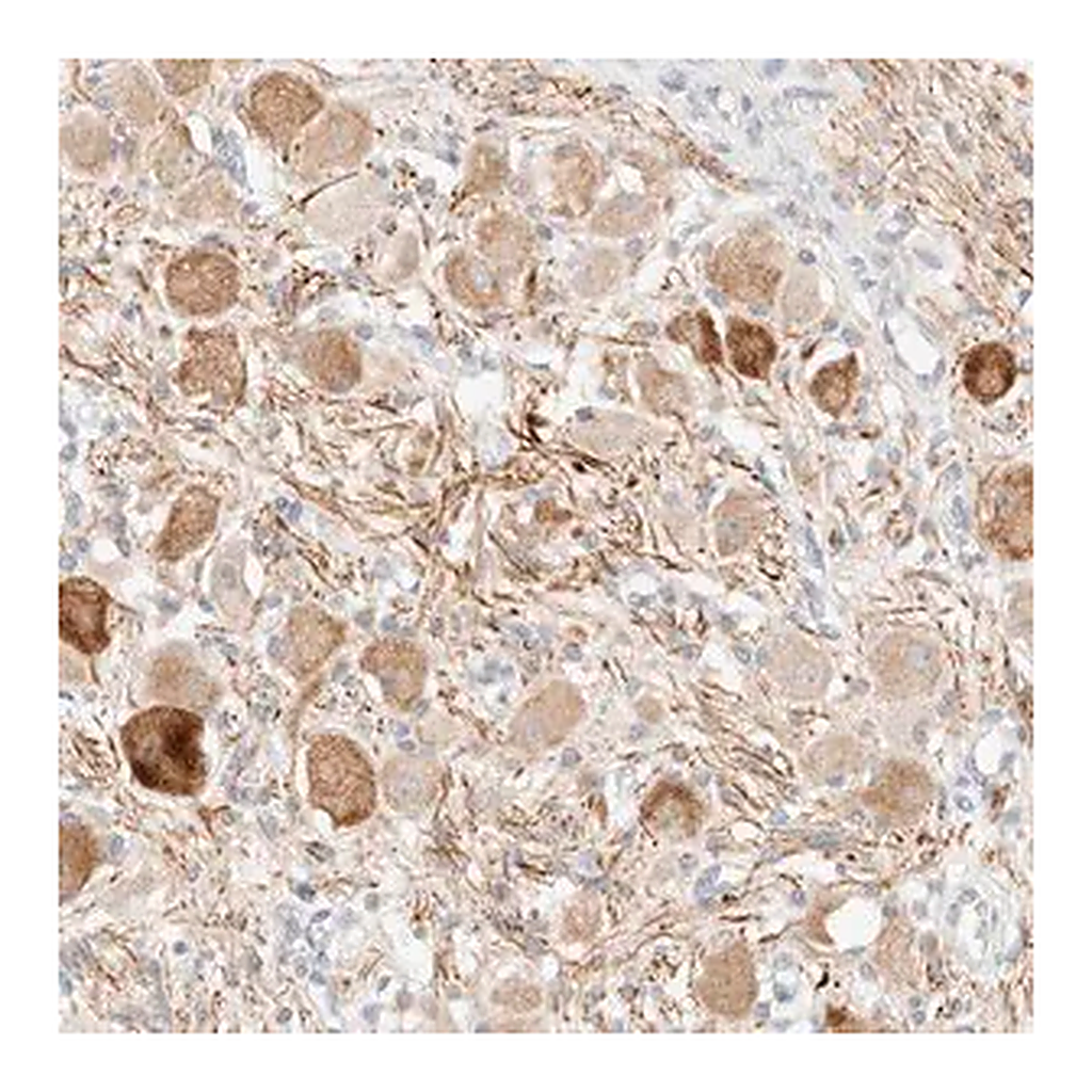 Merck Anti-SNTB1 antibody produced in rabbit