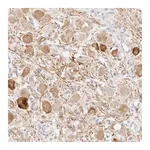 Merck Anti-SNTB1 antibody produced in rabbit