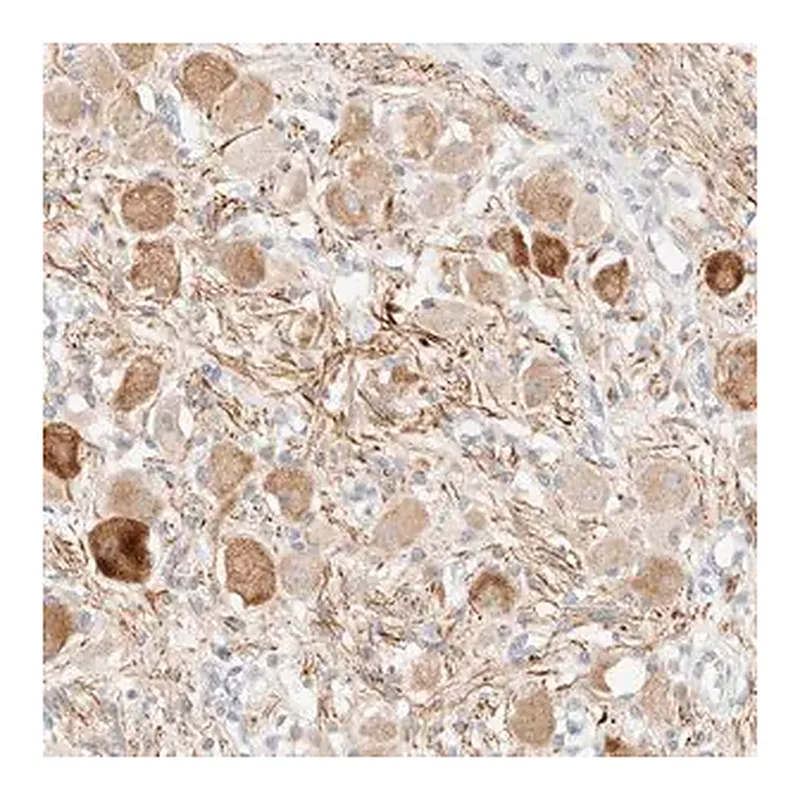 Merck Anti-SNTB1 antibody produced in rabbit