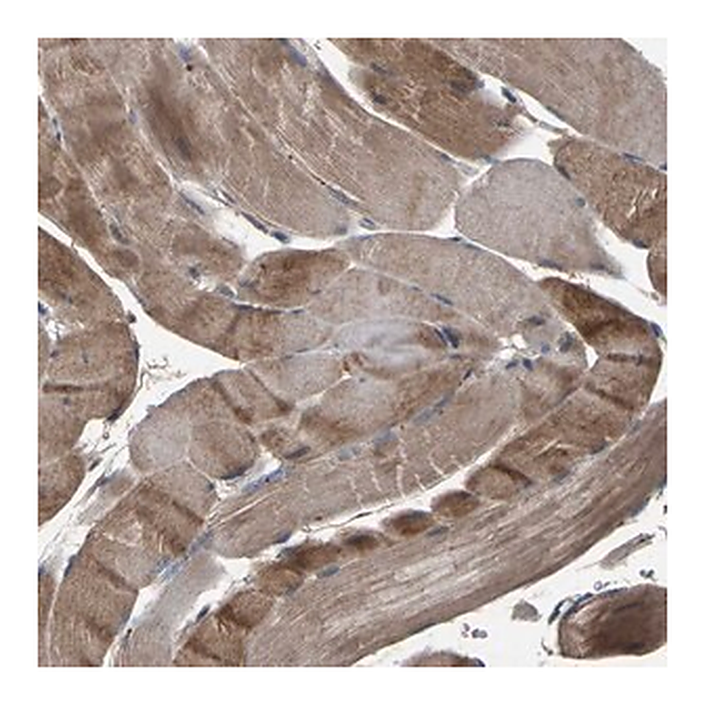 Merck Anti-AAED1 antibody produced in rabbit