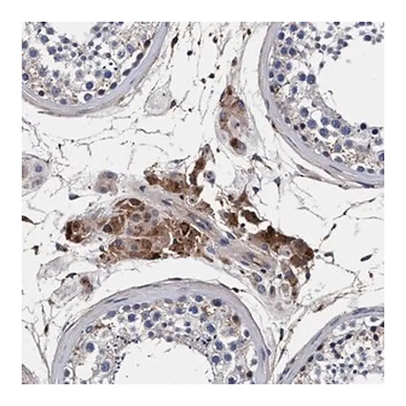 Merck Anti-RNF208 antibody produced in rabbit