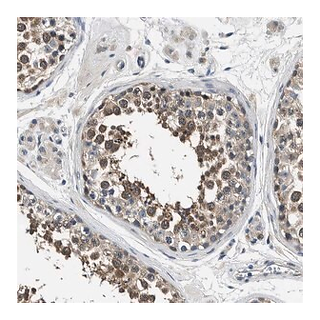 Merck Anti-FAM129B antibody produced in rabbit