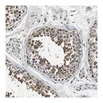 Merck Anti-FAM129B antibody produced in rabbit
