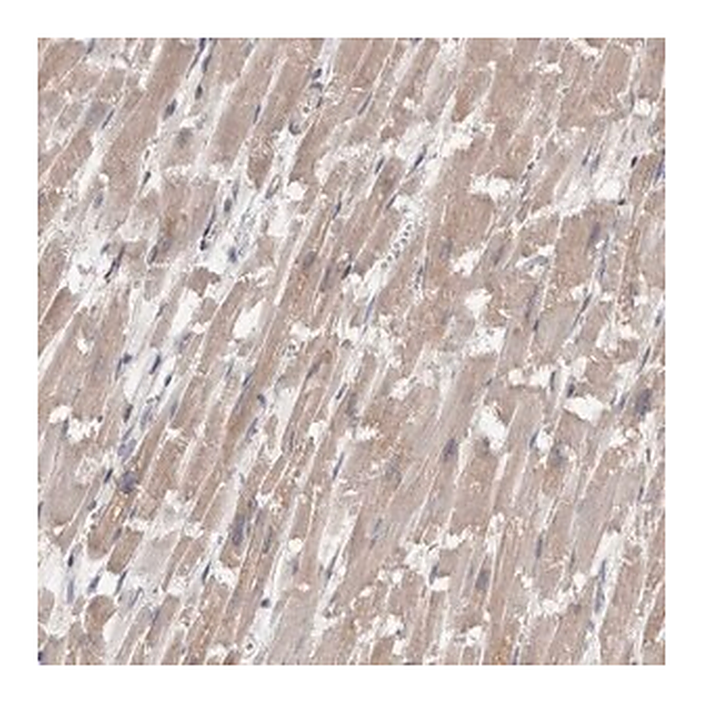 Merck Anti-FHOD3 antibody produced in rabbit