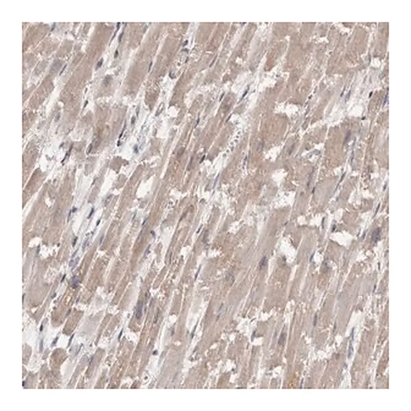 Merck Anti-FHOD3 antibody produced in rabbit