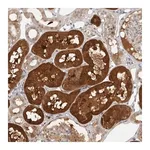 Merck Anti-CTIF antibody produced in rabbit