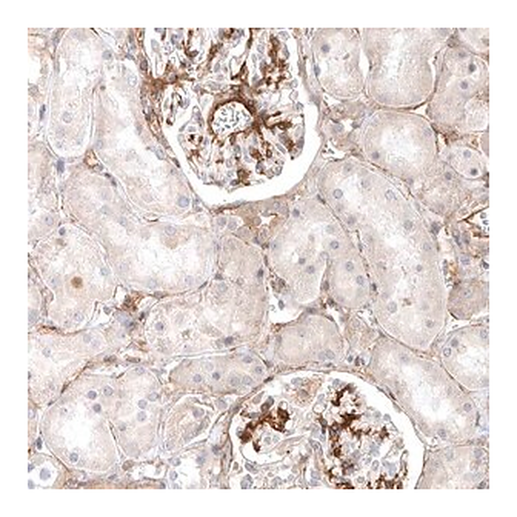 Merck Anti-LONRF1 antibody produced in rabbit