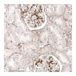Merck Anti-LONRF1 antibody produced in rabbit