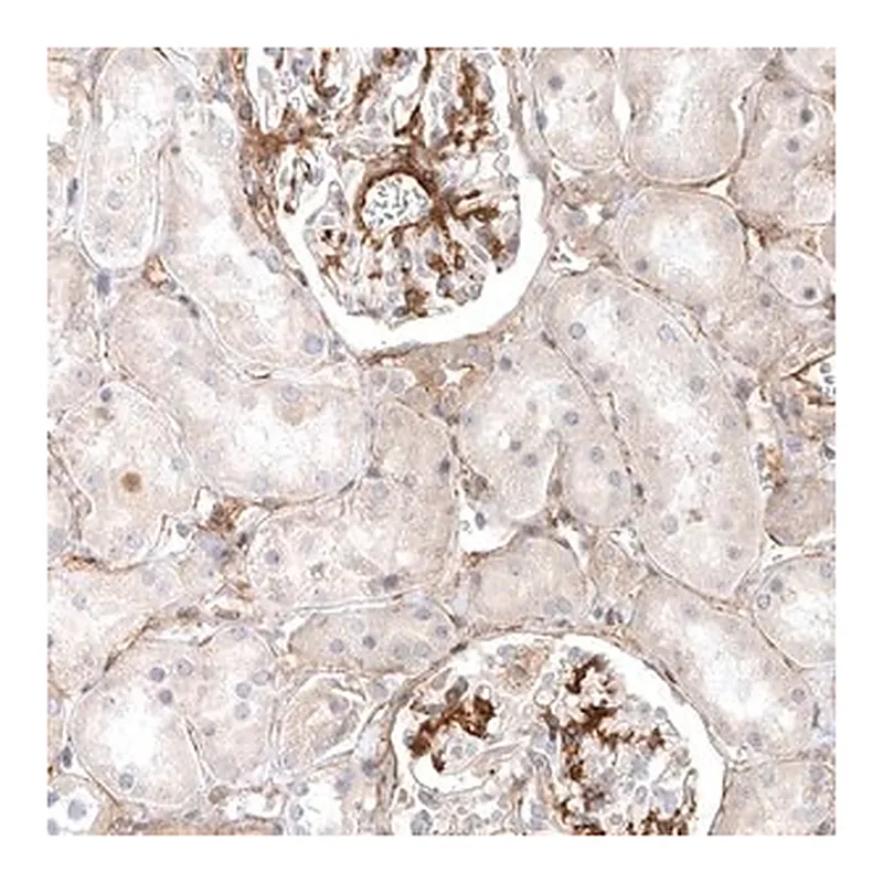Merck Anti-LONRF1 antibody produced in rabbit