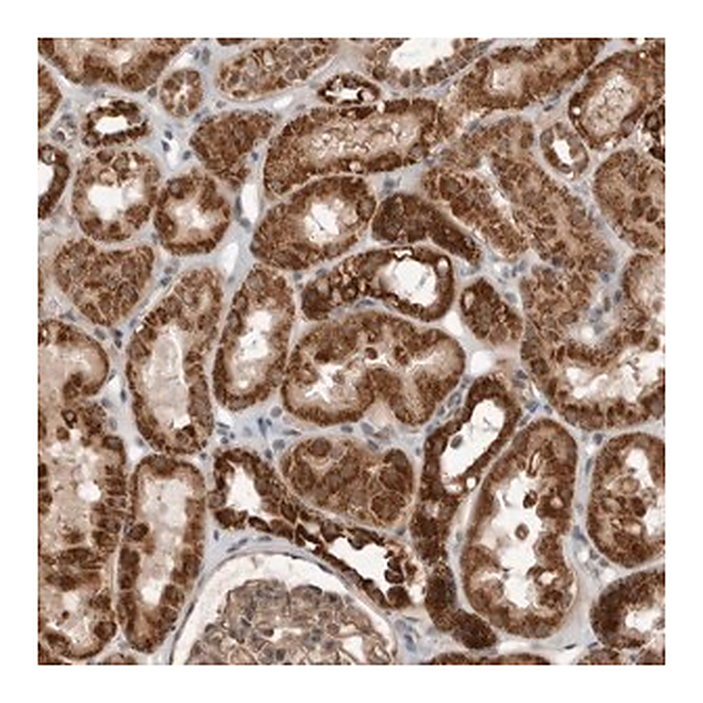 Merck Anti-WDYHV1 antibody produced in rabbit
