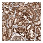 Merck Anti-WDYHV1 antibody produced in rabbit