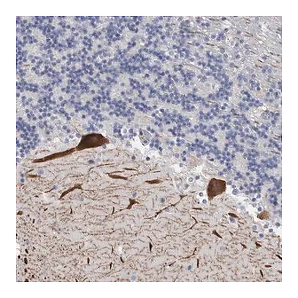 Merck Anti-CA8 antibody produced in rabbit