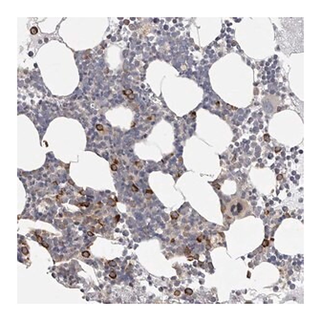 Merck Anti-FBXO43 antibody produced in rabbit