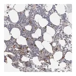Merck Anti-FBXO43 antibody produced in rabbit
