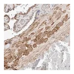 Merck Anti-C8orf86 antibody produced in rabbit