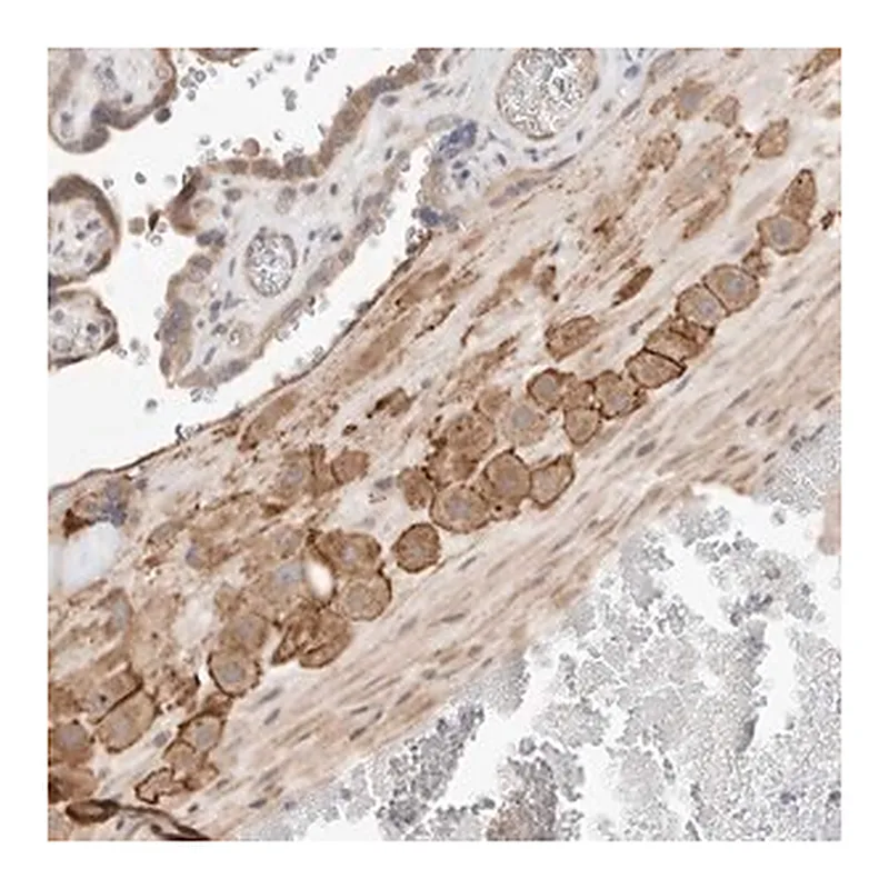Merck Anti-C8orf86 antibody produced in rabbit