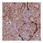 Merck Anti-BTBD17 antibody produced in rabbit