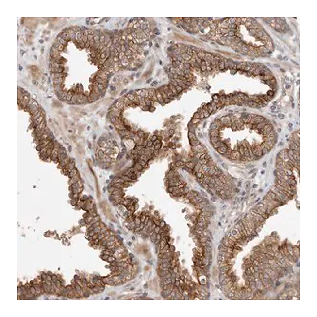 Merck Anti-CRISPLD1 antibody produced in rabbit