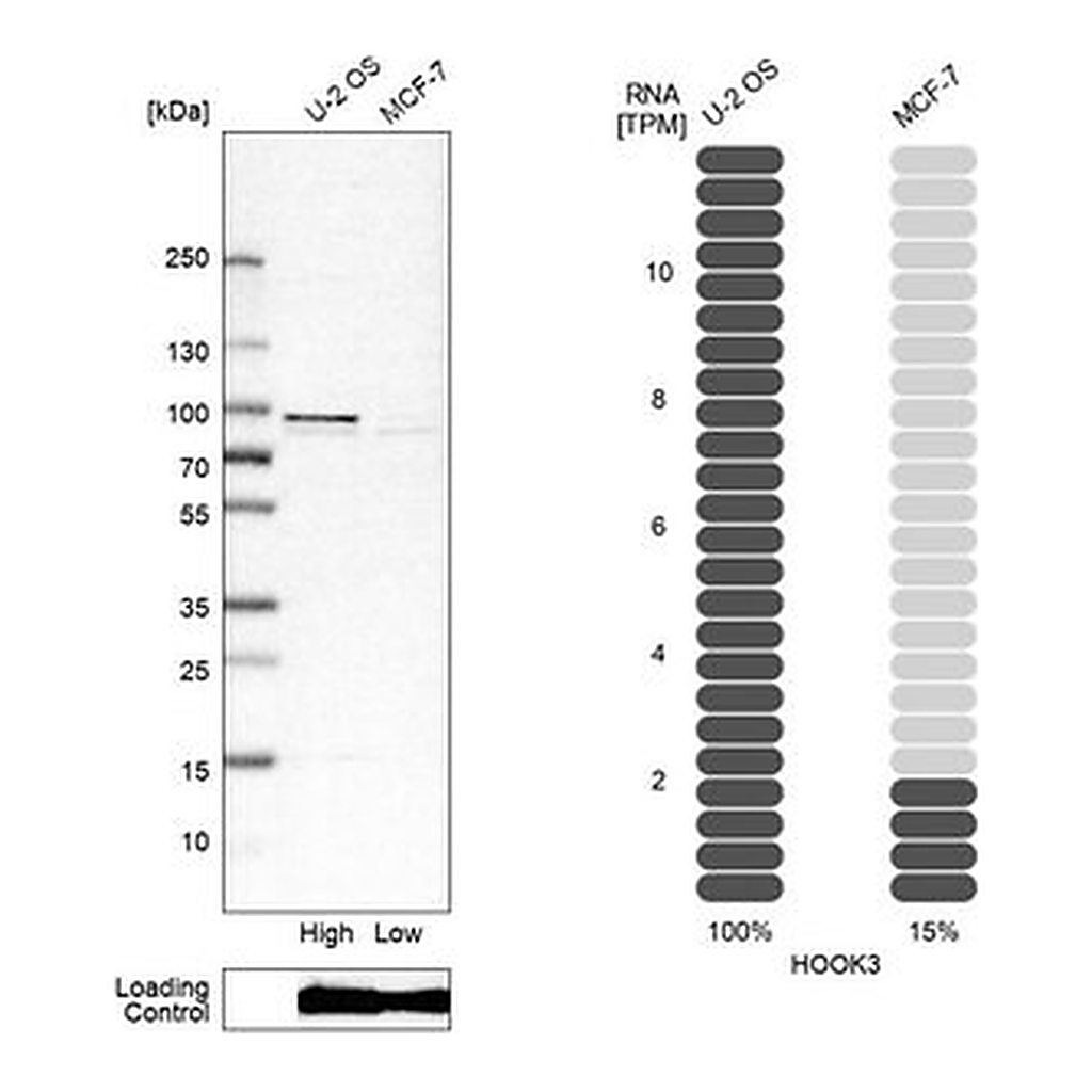 Merck Anti-HOOK3 antibody produced in rabbit