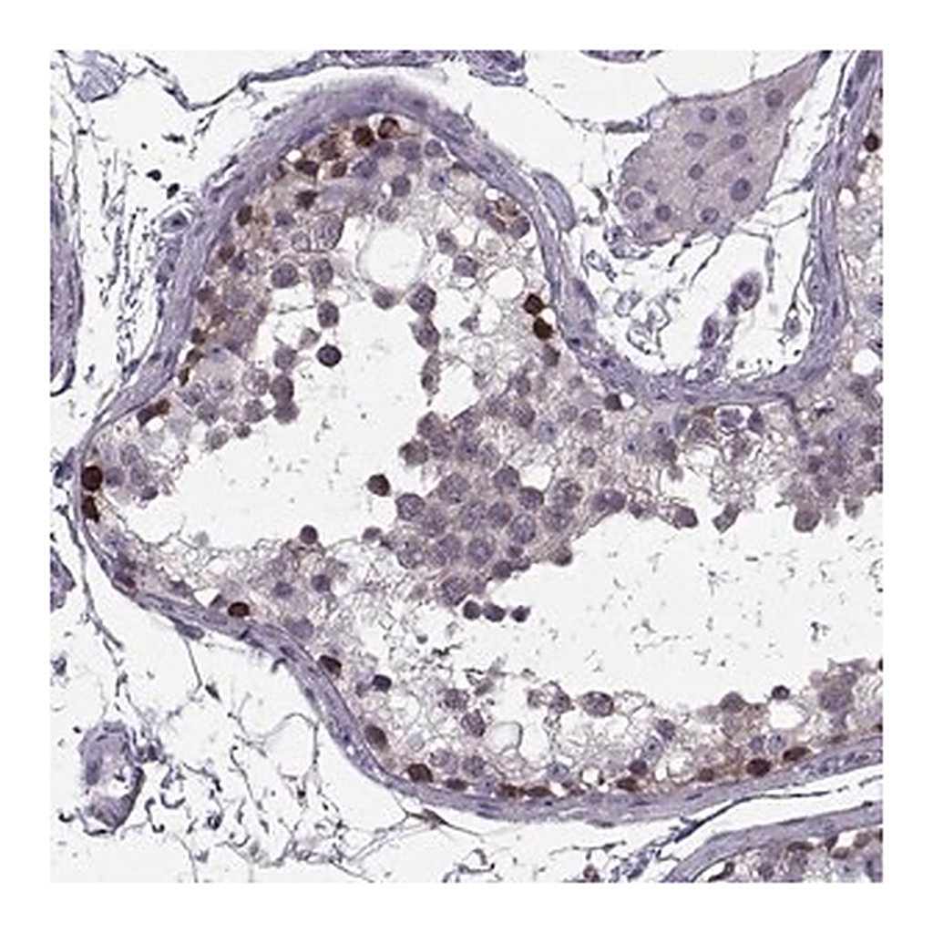 Merck Anti-LETM2 antibody produced in rabbit