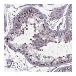 Merck Anti-LETM2 antibody produced in rabbit