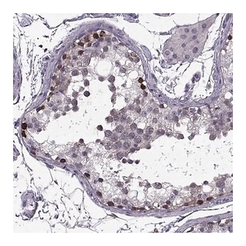 Merck Anti-LETM2 antibody produced in rabbit