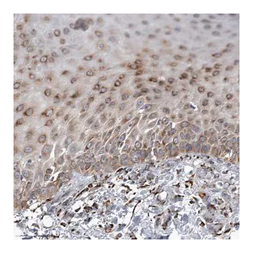Merck Anti-FAM160B2 antibody produced in rabbit