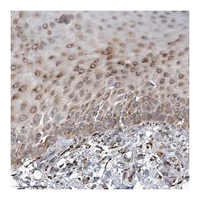 Merck Anti-FAM160B2 antibody produced in rabbit