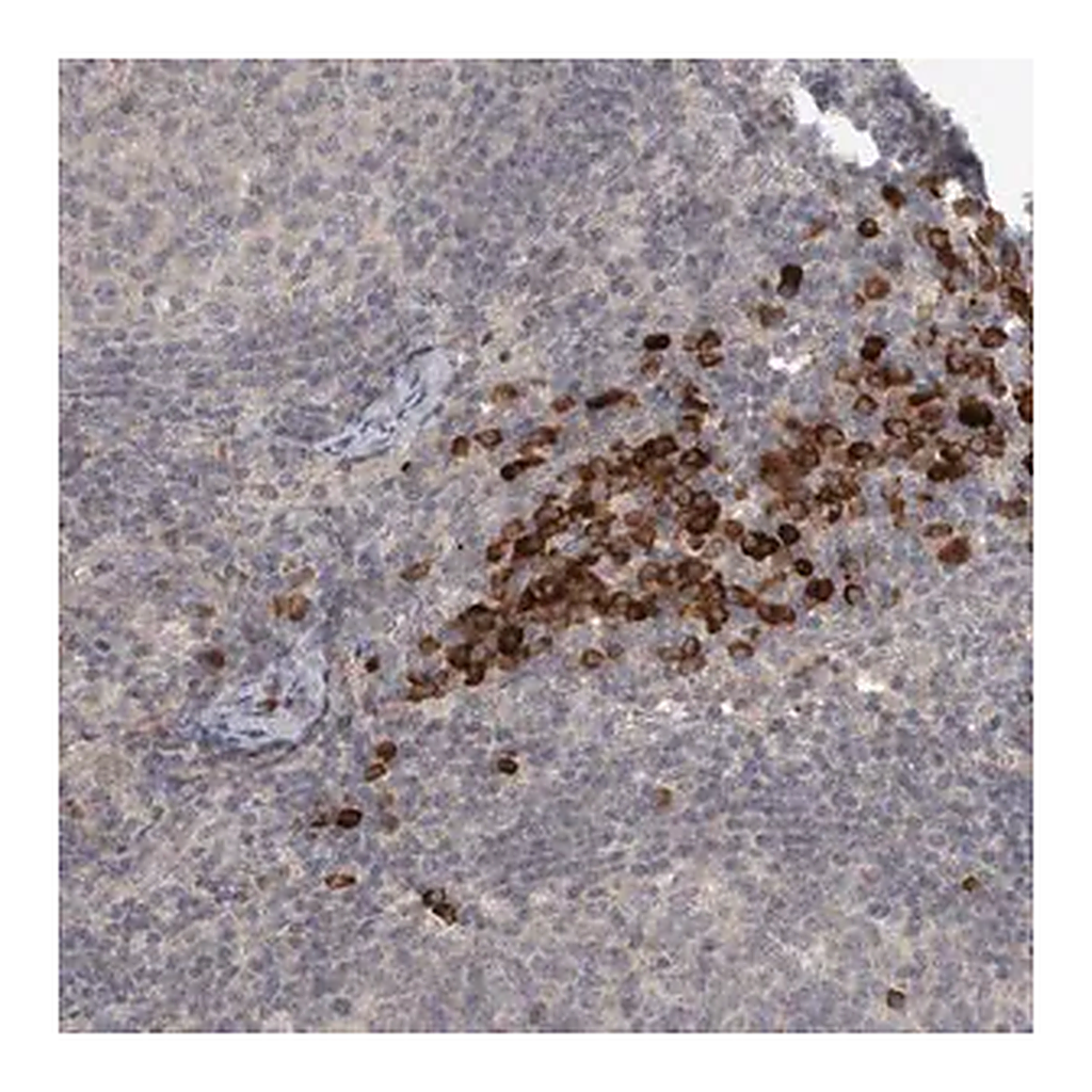 Merck Anti-SLCO5A1 antibody produced in rabbit