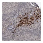 Merck Anti-SLCO5A1 antibody produced in rabbit