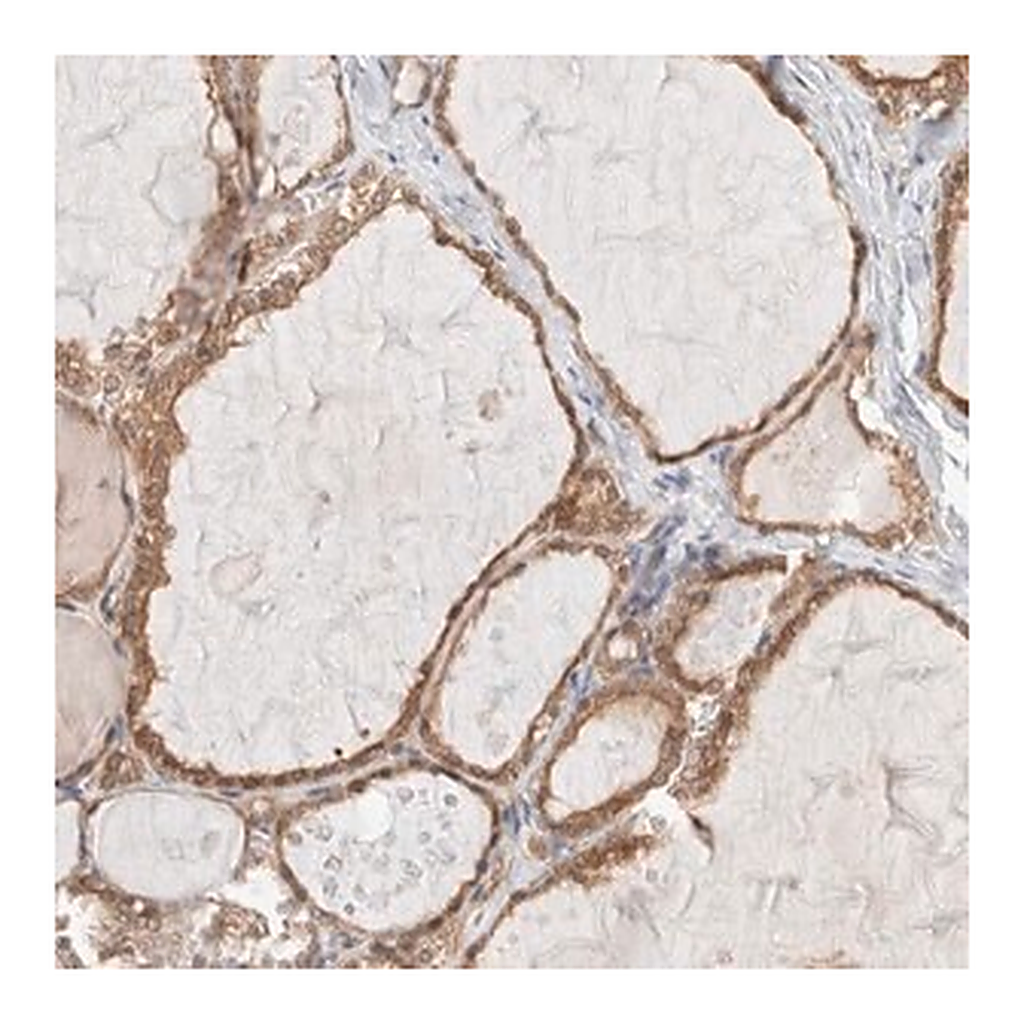 Merck Anti-XKR4 antibody produced in rabbit