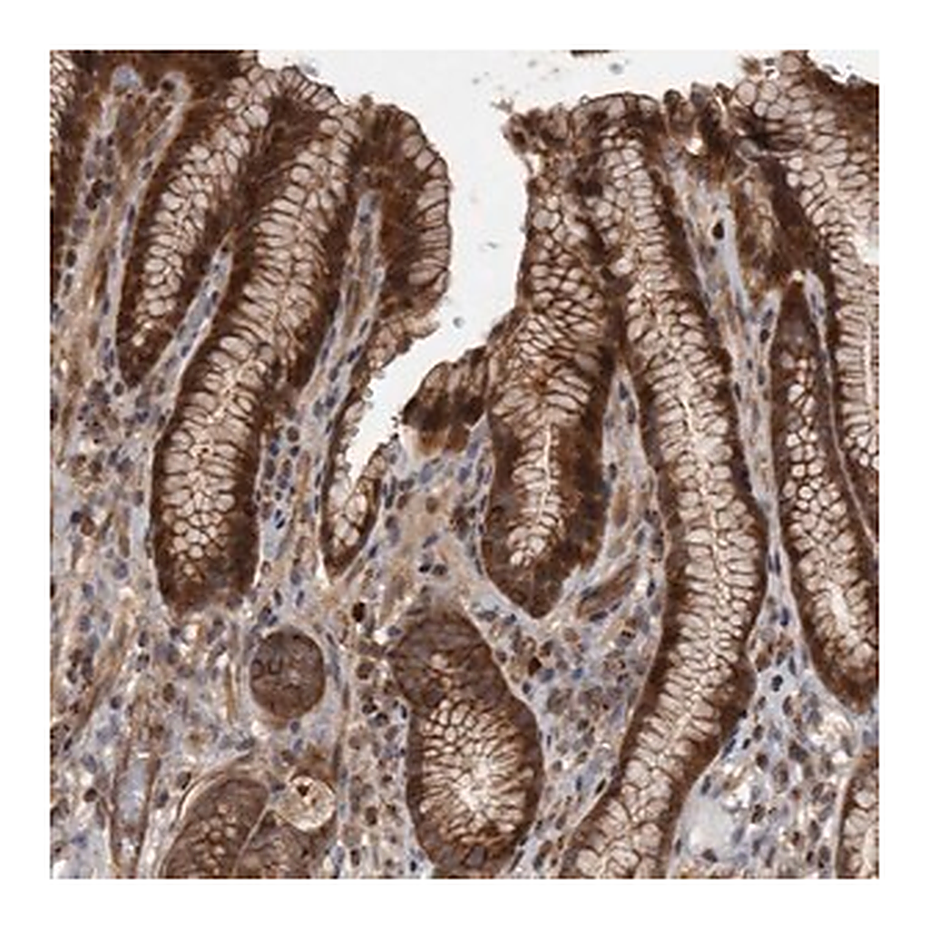 Merck Anti-XKR6 antibody produced in rabbit