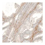 Merck Anti-FBXO42 antibody produced in rabbit