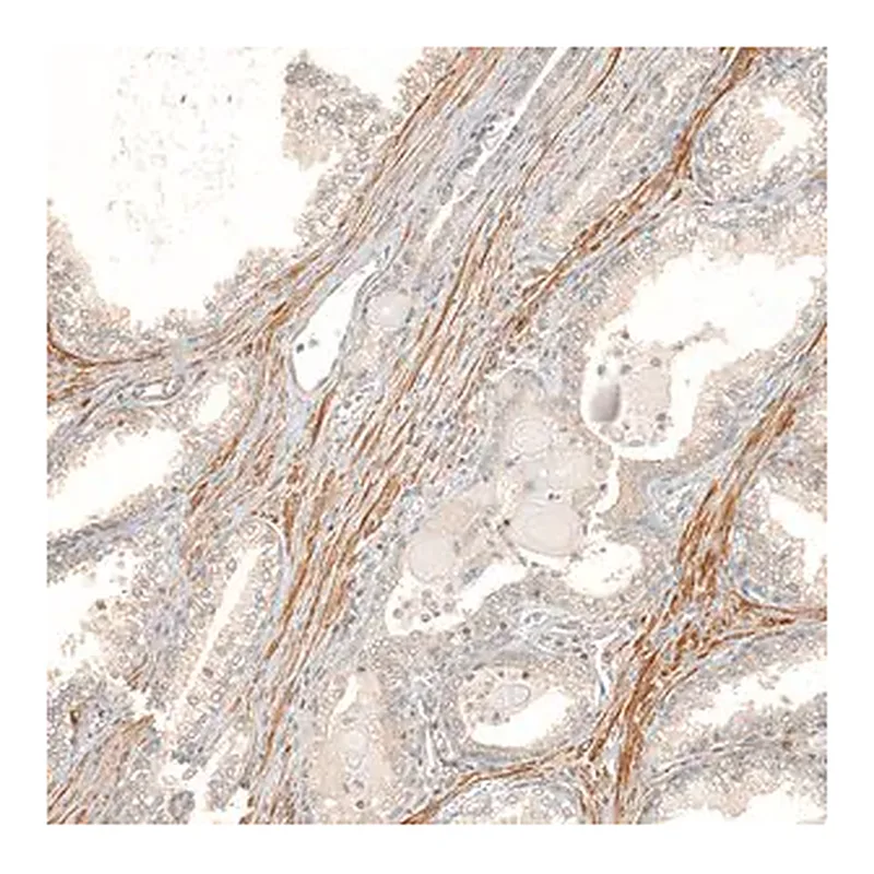 Merck Anti-FBXO42 antibody produced in rabbit