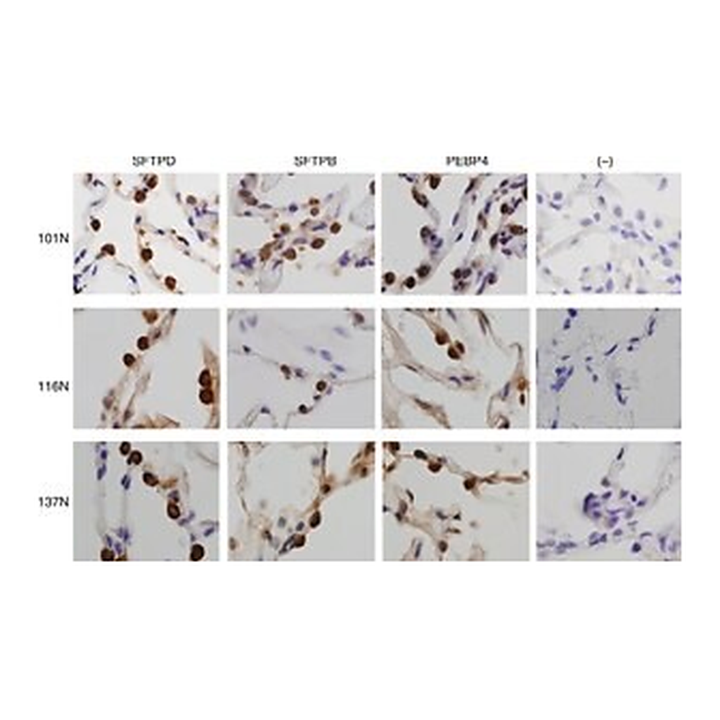 Merck Anti-PEBP4 antibody produced in rabbit