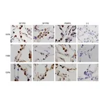 Merck Anti-PEBP4 antibody produced in rabbit