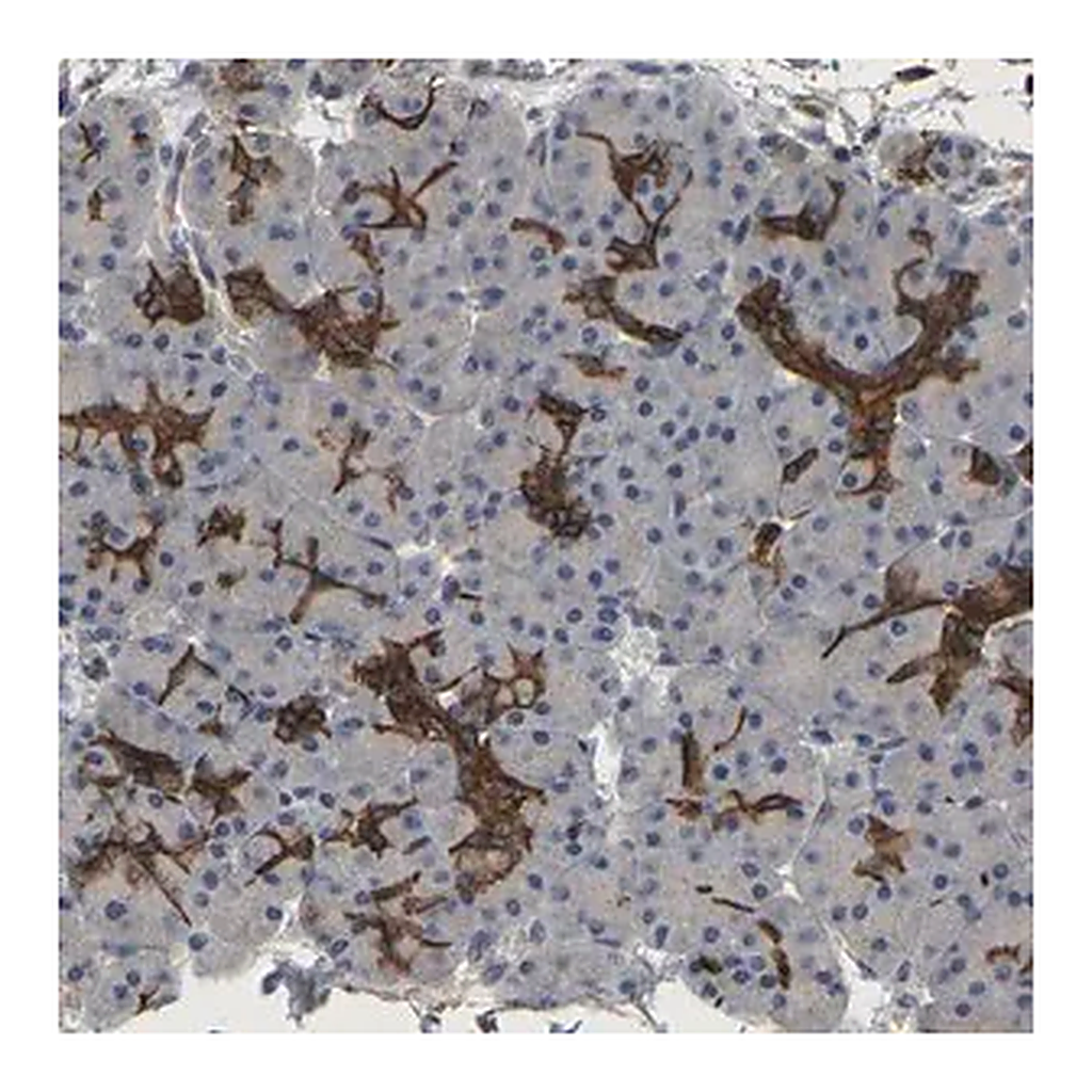 Merck Anti-TDRKH antibody produced in rabbit