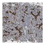 Merck Anti-TDRKH antibody produced in rabbit