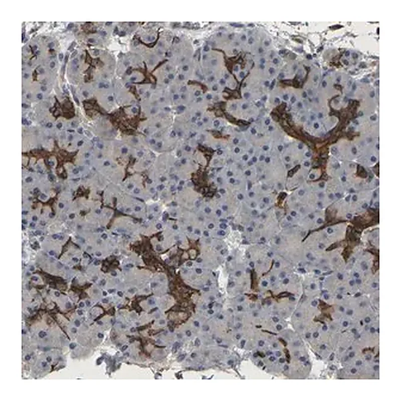 Merck Anti-TDRKH antibody produced in rabbit
