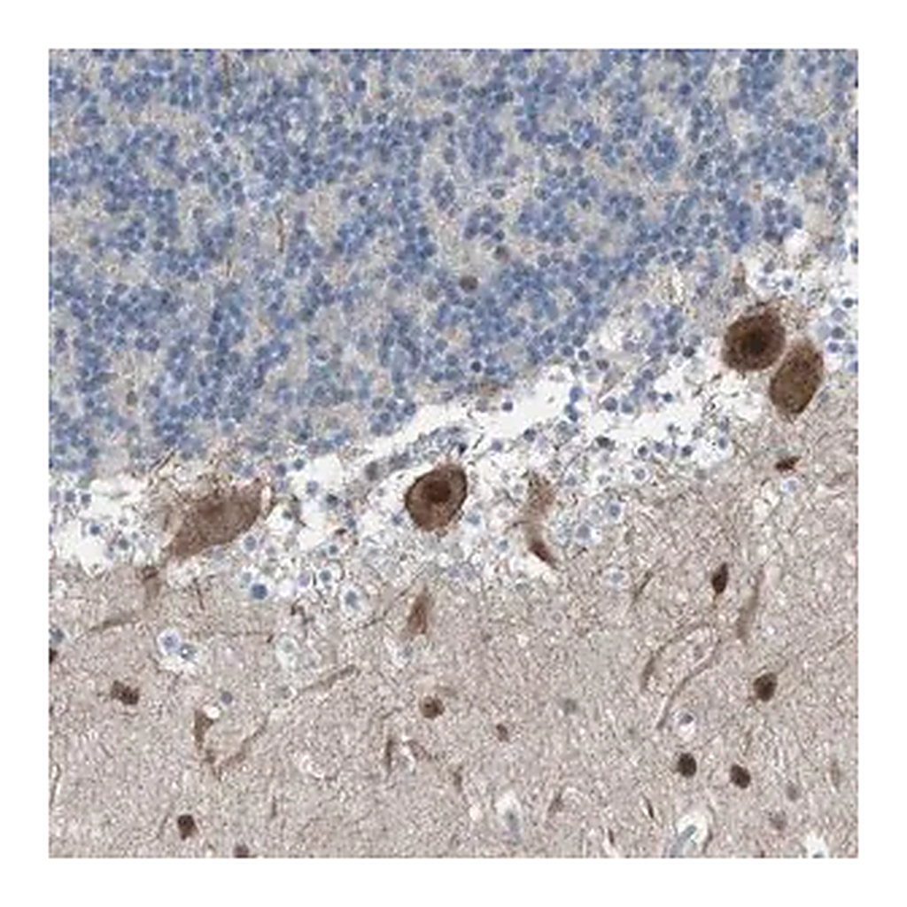 Merck Anti-ZNF276 antibody produced in rabbit
