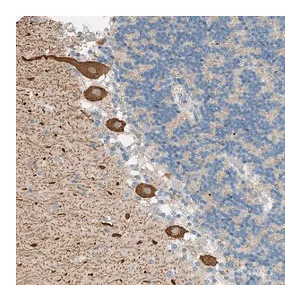 Merck Anti-PTGES3L-AARSD1 antibody produced in rabbit