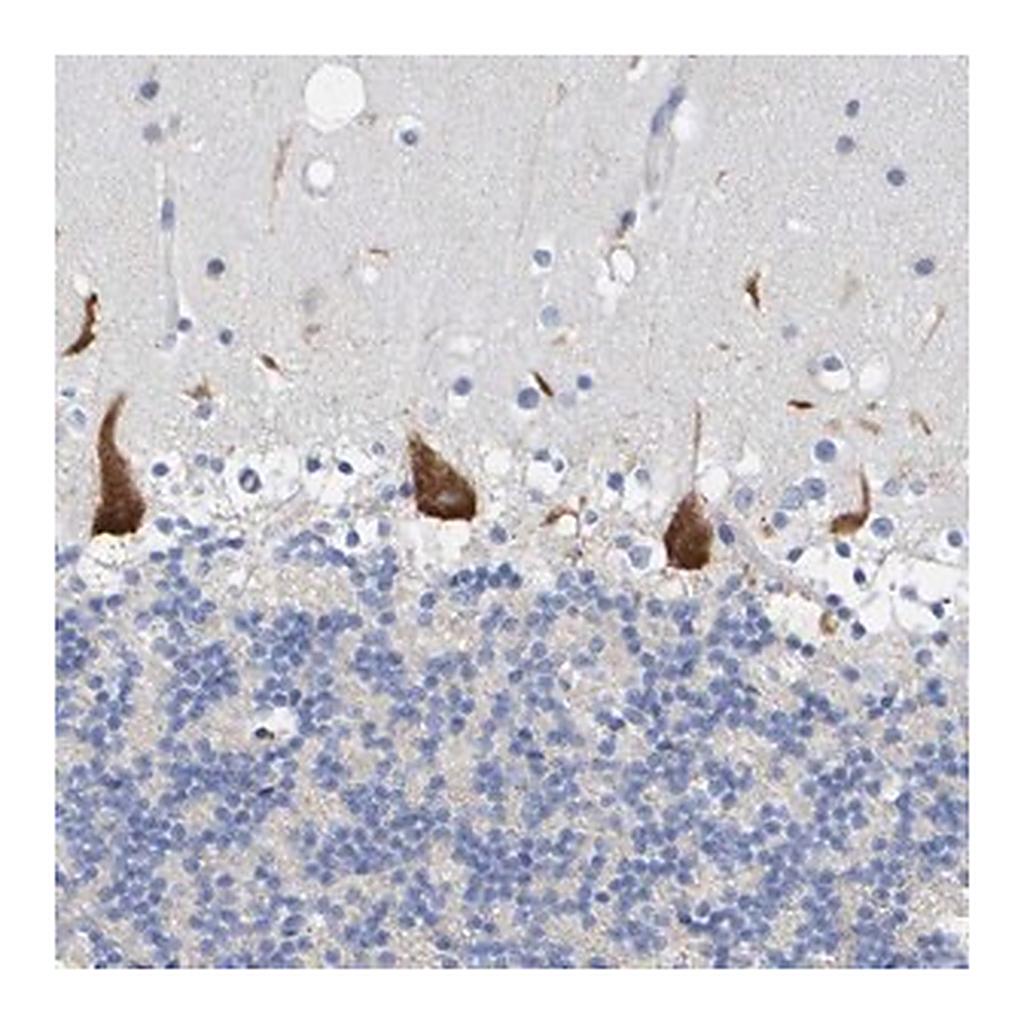 Merck Anti-TMEM126B antibody produced in rabbit