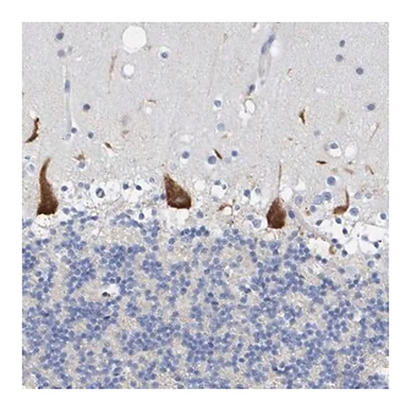 Merck Anti-TMEM126B antibody produced in rabbit