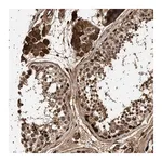 Merck Anti-FICD antibody produced in rabbit