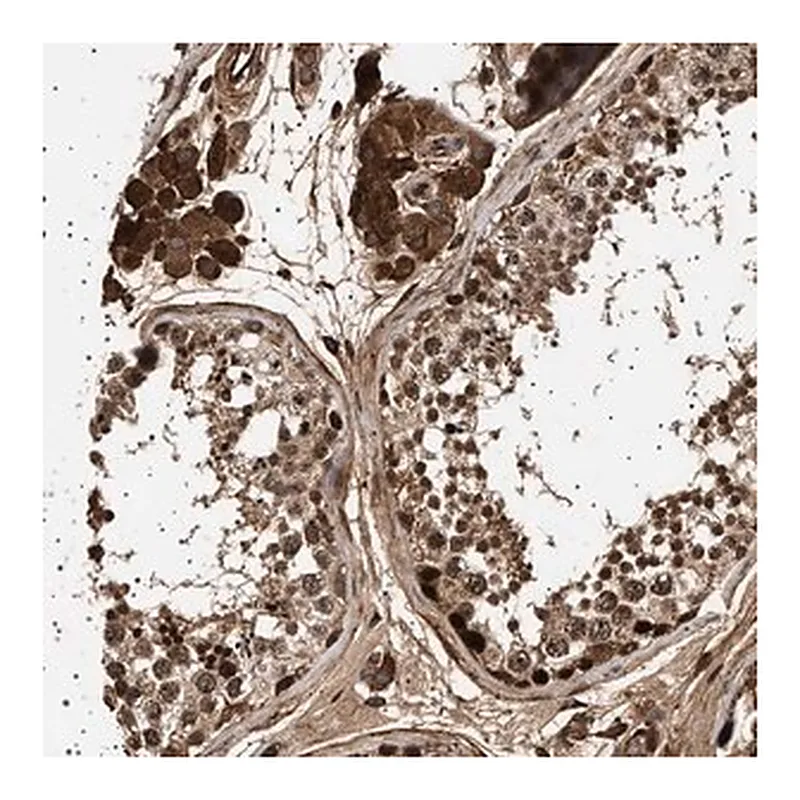 Merck Anti-FICD antibody produced in rabbit